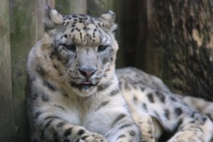 Vokietijos policija tiria incidentą, kai leopardas sužalojo fotomodelį