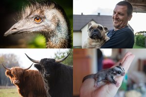 Egzotiškų gyvūnų apsuptyje gyvenantis tauragiškis didžiuojasi gavęs stručio spyrį