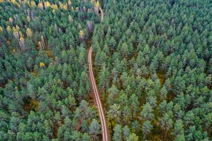 Skaičiavimai atskleidė tikrąjį vaizdą: kas būtų, jei kiekvienas žmogus kasmet pasodintų po medį? 