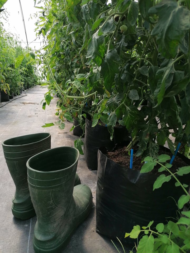 V.Juškevičienė didžiuliame šiltnamyje kasmet augina po kelis šimtus skirtingų pomidorų veislių.<br> S.Viltrakytės nuotr.