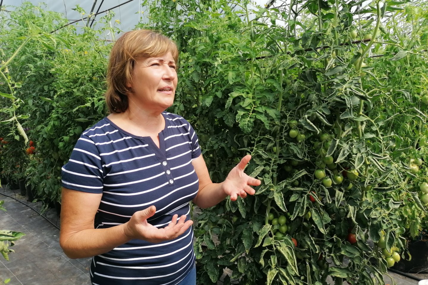 V.Juškevičienė didžiuliame šiltnamyje kasmet augina po kelis šimtus skirtingų pomidorų veislių.<br> S.Viltrakytės nuotr.