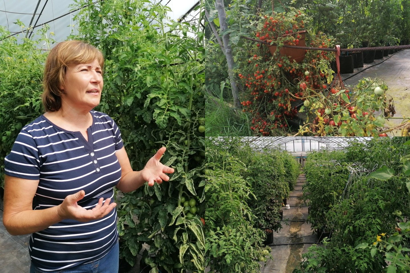  V.Juškevičienė didžiuliame šiltnamyje kasmet augina po kelis šimtus skirtingų pomidorų veislių.<br> Lrytas.lt fotomontažas