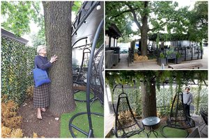 Senjorė kovoja su kavinę Vilniaus centre po šimtamečiu ąžuolu įkūrusiu italu: vadina medžio skriaudiku