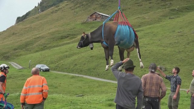 Neįprasta gelbėjimo operacija Šveicarijoje: karvės perkeltos sraigtasparniu