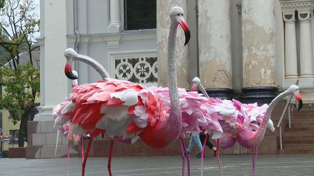 Laikinojoje sostinėje nutūpė flamingai: pasakoja onkologinėmis ligomis sergančių vaikų svajones