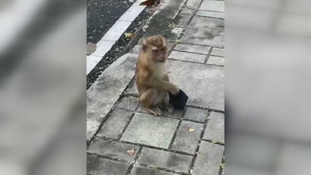Sumani beždžionė prajuokino praeivius: užfiksavo neįprastą elgesį