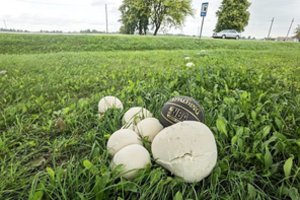 Metų grybais paskelbtų kukurdvelkių jau pridygo: matomi net nuo kelio 