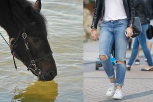 Atradę neįtikėtiną džinsų išradimo sąsają su Lietuva, nusprendė patikrinti jų tvirtumą – užduotis teko kumelėms