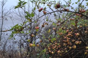 Rudenį soduose gausu ne tik derliaus – primena, kad žaliosios atliekos gali būti metamos ne bet kur