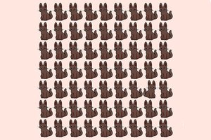 Kuris kačiukas čia netinka? Iššūkis, kurį nelengva įveikti