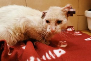 Kretingoje – dramatiška dingusio katino paieška: nelaimėlio istorija sujaudino šimtus