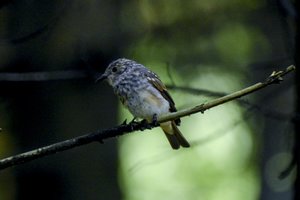 Pažeidėjų sumokėtas baudas skyrė retų paukščių grąžinimui į pamėgtą buveinę
