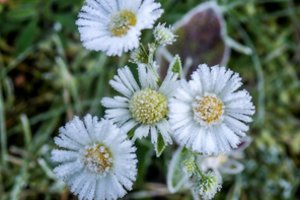 Pirmasis rudens savaitgalis: šilumos bus dar mažiau, jau greitai gali užklupti šalnos