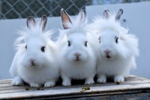 Gyvūnų gerovė ir vėl pakibo ant plauko: sieks uždrausti bandymus su gyvūnais ir prašo pagalbos