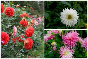 VDU Botanikos sode pražydo puošniausios rudens gėlės: kviečia pasigrožėti gausia jurginų kolekcija