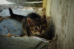 Orams vėstant, daugėja aplink sodybas išmestų šunų ir kačių: jų likimas – liūdnas