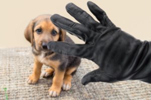 Naminių gyvūnų vagystės Jungtinėje Karalystėje bus kriminalizuotos