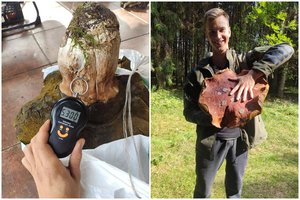 Šilutės rajono miškuose pavyko rasti milžinišką baravyką: pretenduoja tapti Lietuvos rekordininku