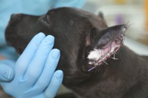 Kyla į kovą prieš neleistinas chirurgines procedūras augintiniams: siūlo pokyčius ir griežtesnę atsakomybę