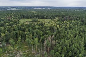 Tyrimas atskleidė nemalonią tiesą: trečdaliui pasaulio medžių rūšių gresia išnykimas