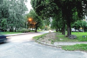 Dėl dviračių tako iškirs kone šimtą medžių: vietoje Klevų alėjos turėsime Kelmų alėją?