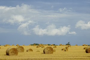 Parama investicijoms į žemės ūkio valdas: naujovės, atranka ir gera žinia daržininkams bei sodininkams