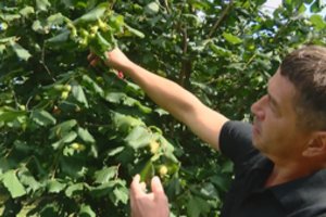 Į lietuviškus riešutus užsieniečiai dairosi, bet neperka – su 10 tonų derliaus nesudominsi