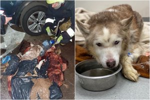 Vaizdas Kaune pribloškė net visko mačiusius: iš šiukšlių konteinerio ištrauktas leisgyvis haskis