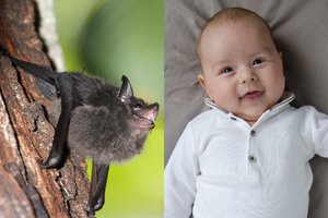 Kas bendro tarp kūdikių ir šikšnosparnių jauniklių? Egzistuoja vienas žavus panašumas