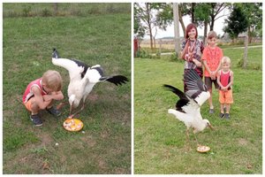 Žmonių išgelbėtas gandriukas atsigavo: išskrido į šiltuosius kraštus