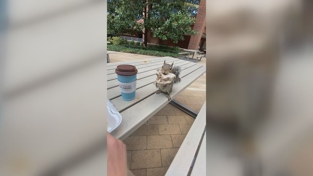 Vaizdo įrašas sukels juoką: užfiksavo, kaip gudriai voverė bando priartėti prie maisto