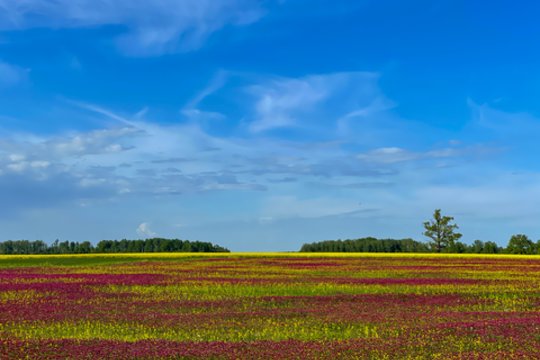 Žemės ūkio paskirties žemė Baltijos šalyse brango daugiau nei tris kartus, priekyje – Lietuva