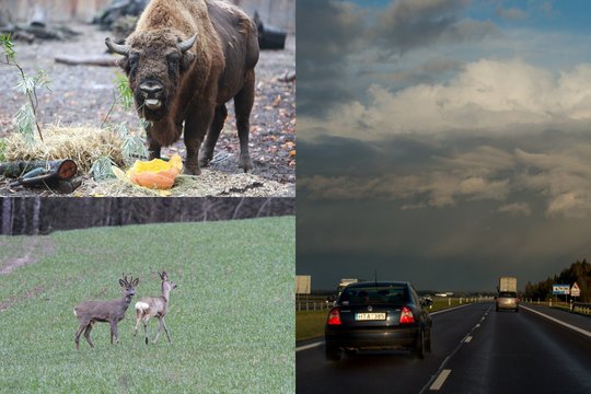 Specialistai priminė, ko negalima daryti partrenkus gyvūną