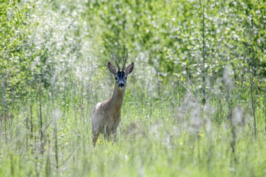 Už neteisėtai sumedžiotą stirniną – didžiulė bauda, gresia prarasti teisę medžioti