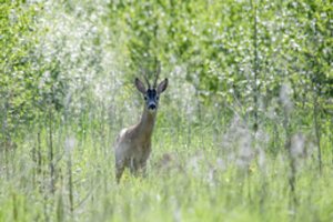 Už neteisėtai sumedžiotą stirniną – didžiulė bauda, gresia prarasti teisę medžioti