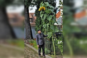 Klaipėdos senamiestyje užaugo milžiniška saulėgrąža – domina ne tik žmones, bet ir žvirblius