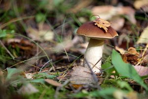 Vykstantiems į mišką primena, kaip rinkti gėrybes, kad nebūtų žalos ir baudos