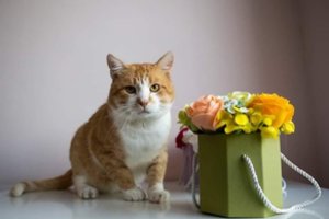 Vos išgyvenęs Garis parodė tikrąjį charakterį: ieško rojaus kampelio ir ką galėtų mylėti amžinai