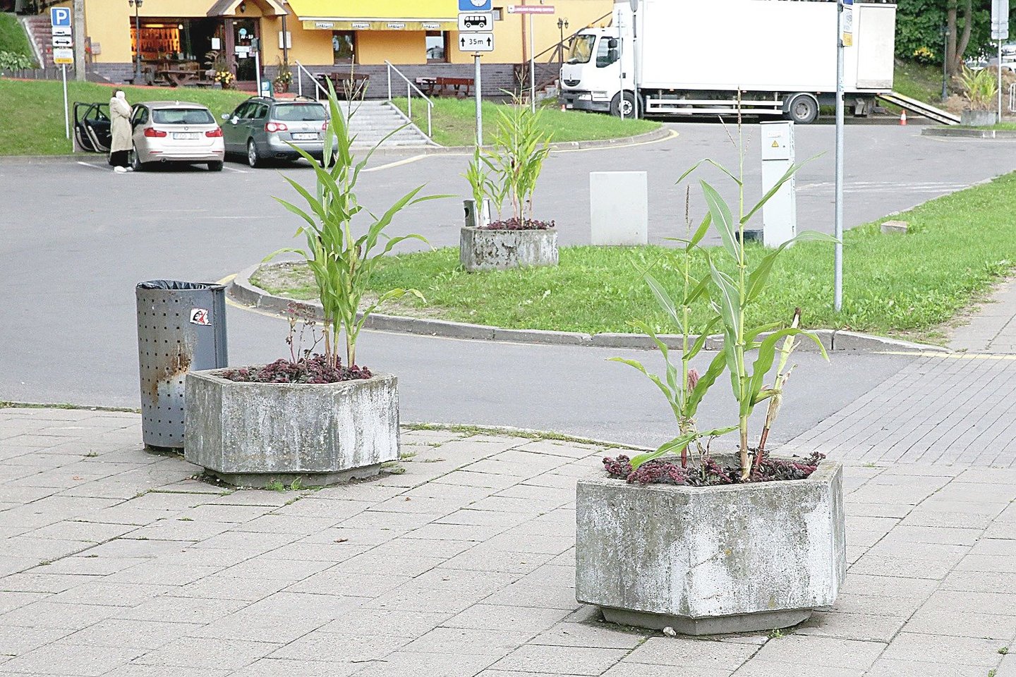 Į sostinės gatvėse surikiuotus gėlių vazonus kažkas prisodino augalų, kuriems labiau tiktų ūkininko laukas.<br> R.Danisevičiaus nuotr.