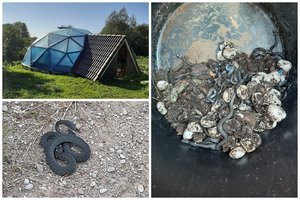 Radinys šiltnamyje ne juokais išgąsdino sodininkę: to šalia daržovių išvysti nesitikėjo