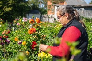 Gėlių karalienės Virginijos kolekcijoje – daugiau nei tūkstantis veislių jurginų