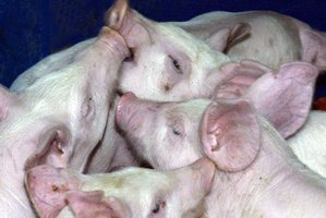 Smarvė sklido iš kiaulių fermos, ūkininkas privalės susitvarkyti