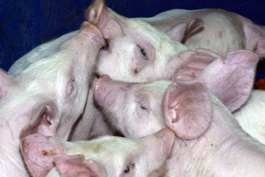 Smarvė sklido iš kiaulių fermos, ūkininkas privalės susitvarkyti