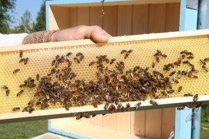 Bičių laikytojai gali kreiptis paramos už papildomą bičių maitinimą
