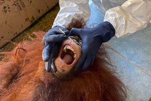 Borneo salos orangutanai patikrinti dėl COVID-19