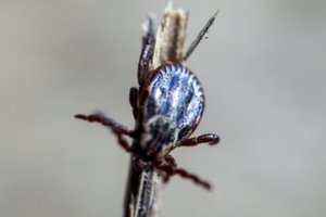 Specialistai perspėja: grybautojų miškuose vis dar laukia erkės