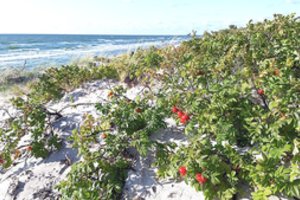 Kuršių nerijos sergėtojai nerimauja – kopose suvešėję erškėčiai jau kelia grėsmę nacionaliniam parkui