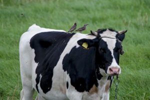 Mokslininkai išmokė karves vienos gudrybės: taip sieks apsaugoti gamtą