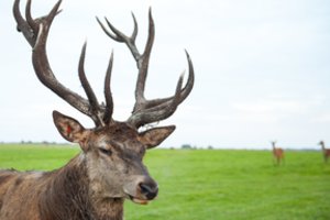 Aplinkosaugininkai pradeda akciją „Medžioklė“: stiprins tauriųjų elnių ir briedžių apsaugą