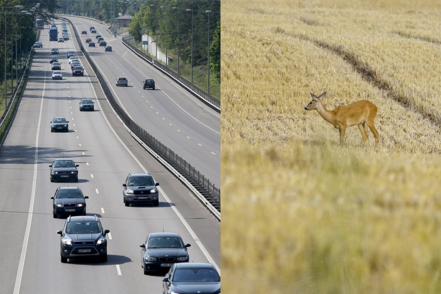 Susidūrimo su laukiniais gyvūnais metu ne tik apgadinami automobiliai.<br>lrytas.lt fotomontažas